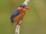 Malachite Kingfisher