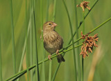 Yellow Bishop