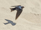 Barn Swallow