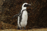 African Penguin (Spheniscus demersus)