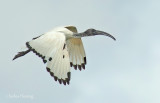 African sacred ibis (Threskiornis aethiopicus) 