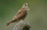 Kestrel