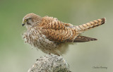 Kestrel - Falco tinnunculus