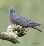 Stock Dove