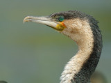 White-breasted Cormorant (Phalacrocorax lucidus)