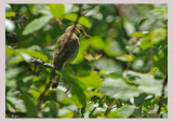 Melodious warbler - Hippolais polyglotta 