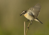 Whinchat