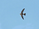 little swift (Apus affinis),