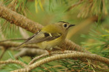 Goldcrest