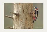 Great spotted Woodpecker