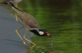 Red-wattled Lapwing (Vanellus indicus)