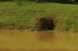 Mugger Crocodile -Crocodylus palustris