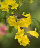 Purple rumped Sunbird