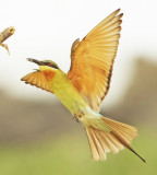 Blue tailed Bee-eater