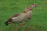 Egyptian Goose