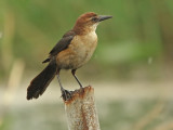 Boat tailed Grackle 