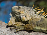 Iguana