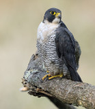 Peregrine Falcon-Falco peregrinus