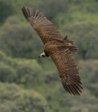 Cinereous vulture (Aegypius monachus) 