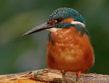 Kingfisher 1a.jpg
