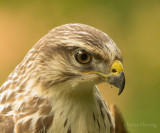 Buzzard - Buteo buteo