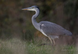 Grey Heron