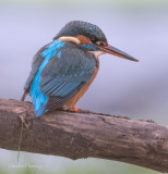 Female. Alcedo athis