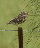 Little Owl - Athene noctua 