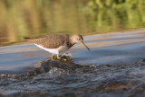 Green sandpiper