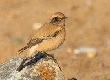 Desert Wheatear - Oenanthe deserti