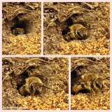 Plasterer bees (<em>Colletes</em> sp.)