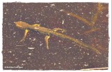 Red-spotted newt  (<em>Notophthalmus viridescens</em>)