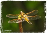 Four-spotted Skimmer (Libellula quadrimaculata)