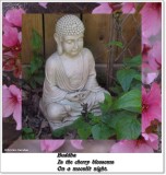 Buddha is the cherry blossoms...