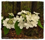Hobblebush (<em>Viburnum alnifolium</em>)