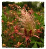 Prairie smoke (<em>Geum triflorum</em>)