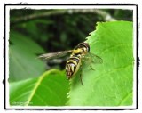 Hover fly (<em>Allograpta obliqua</em>)