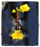Bladderwort,Common (<em>Utricularia vulgaris</em>)