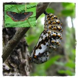 Baltimore checkerspot chrysalis (Euphydryas phaeton)