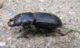 Stag beetle (<em>Dorcus</em> sp.)