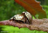 Willow Calligrapha beetle (<em>Calligrapha multipunctata</em>)