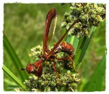 Brown mantisfly (<em>Climaciella brunnea</em>)