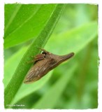 Widefooted Treehopper (<em>Enchenopa latipes</em>)
