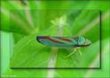 Leafhopper (<em>Graphocephala</em>)