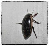 Predacious diving beetle (<em>Dytiscus</em>)