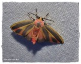 Painted lichen moth (<em>Hypoprepia fucosa</em>)  #8090
