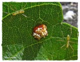 Pale green assassin bug nymphs and egg mass, <em>Zelus</em> sp.