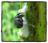 Milkweed stem weevil (<em>Rhyssomatus lineaticollis</em>) 