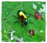 Dogbane beetle (<em>Chrysochus auratus</em>)