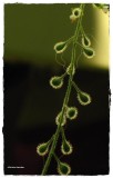 Enchanters nightshade seeds (<em>Circaea quadrisulcata</em>)